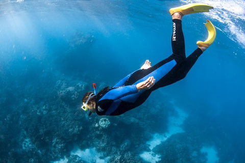 Full-Day Whale Watching Snorkeling And Swimming At Coral Bay - Accommodation NT 2