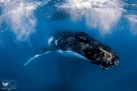Full-Day Whale Watching Snorkeling And Swimming At Coral Bay - Accommodation NT 4