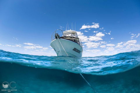 Full-Day Whale Watching Snorkeling And Swimming At Coral Bay - Accommodation NT 3