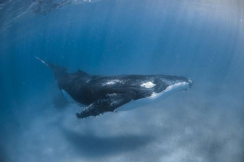 Full-Day Whale Watching Snorkeling And Swimming At Coral Bay - Accommodation NT 5