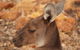 Australian Animals, Seascape And Sunset Photography Tour - thumb 3