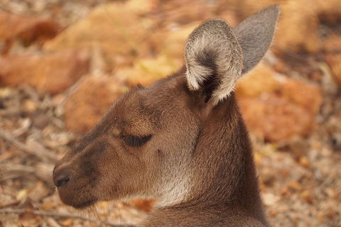 Australian Animals, Seascape And Sunset Photography Tour - Accommodation NT 3
