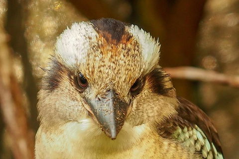 Australian Animals, Seascape And Sunset Photography Tour - Accommodation NT 4
