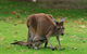Australian Animals, Seascape And Sunset Photography Tour - thumb 1