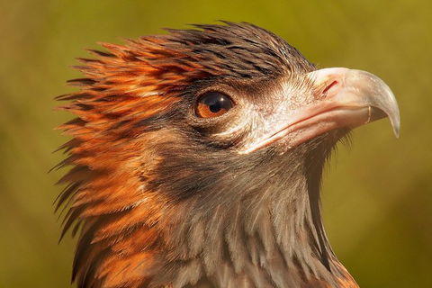 Australian Animals, Seascape And Sunset Photography Tour - Accommodation NT 5