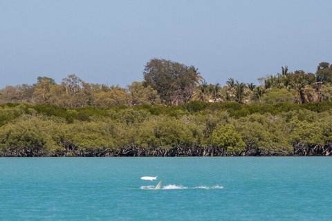 Scenic And Prehistoric Boat Tour - Accommodation NT 3