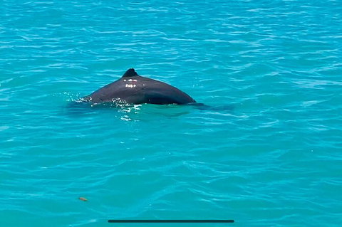 Scenic And Prehistoric Boat Tour - Accommodation NT 23