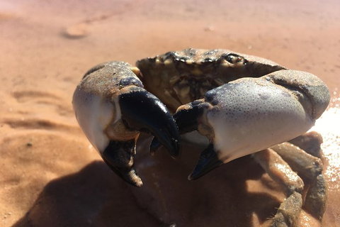 Scenic And Prehistoric Boat Tour - Accommodation NT 14