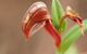 Wave Rock, Wild Flowers And Astro Photography - thumb 2