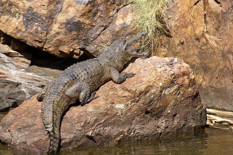 Ord River Experience With Riverside Lunch - Accommodation NT 2