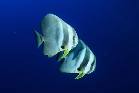 Become A PADI Open Water Diver In 3 Days In Perth - Accommodation NT 4