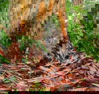 From Pemberton 4.5 Hours Guided Beach and Forest Eco Adventure - Accommodation NT