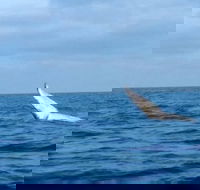 Whale Watching boat tour in Geraldton - Accommodation NT