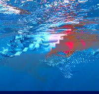 Full-Day Whale Sharks Swimming Experience on Ningaloo Reef - Accommodation NT