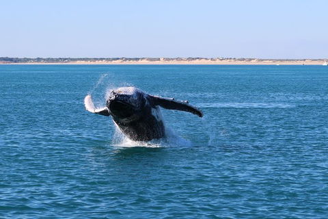 AOC Broome Whale Watching - Accommodation NT 3