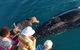 AOC Broome Whale Watching - thumb 0