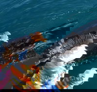 AOC Broome Whale Watching - Accommodation NT