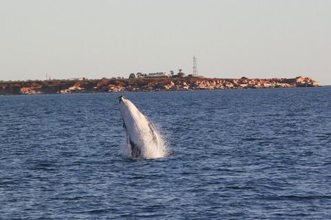 AOC Broome Whale Watching - Accommodation NT 2
