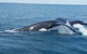 AOC Broome Whale Watching - thumb 1
