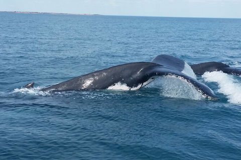 AOC Broome Whale Watching - Accommodation NT 1
