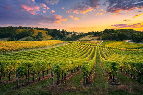 Swan Valley Sunset Wine Tour - Premium Small Group Tour - Accommodation NT 0