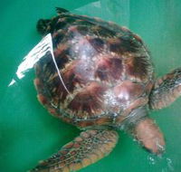Australian Seabird Rescue - Accommodation NT
