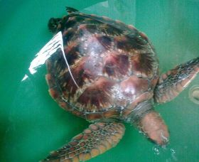 Australian Seabird Rescue - Accommodation NT 0