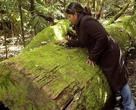 Washpool National Park - Washpool Walk - Accommodation NT 0