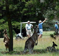 Glen Innes Golf Club - Accommodation NT