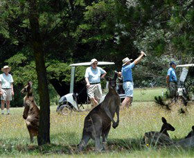 Glen Innes Golf Club - Accommodation NT 0