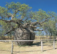 Boab Prison Tree - Accommodation NT