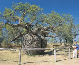 Boab Prison Tree - Accommodation NT 0