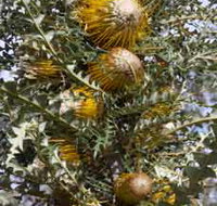 Woylie Walk Dryandra Woodland - Accommodation NT