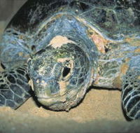 Turtle Nesting Season - Accommodation NT