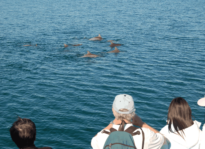 Dolphin Wild Cruises - Accommodation NT 3