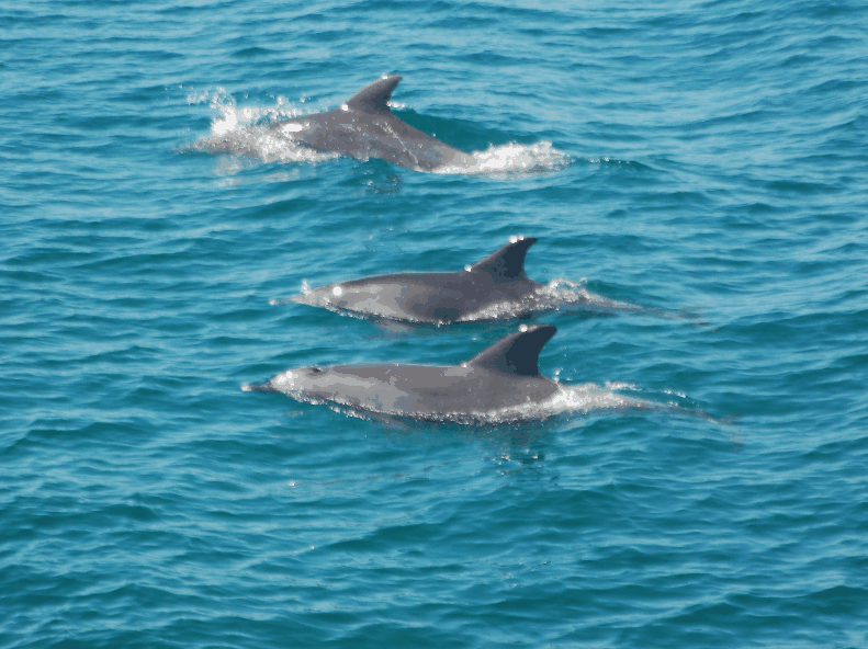 Dolphin Wild Cruises - Accommodation NT 5