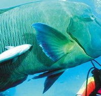 Aristocat Snorkel and Scuba Port Douglas - Accommodation NT