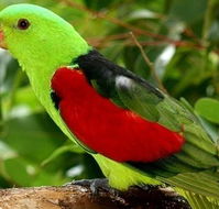 Birdworld Kuranda - Accommodation NT
