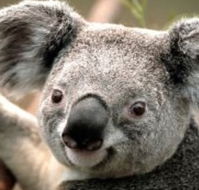 Wildlife Habitat - Accommodation NT