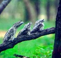 Undara Experience - Accommodation NT