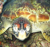 Adrenalin Snorkel and Dive - Accommodation NT