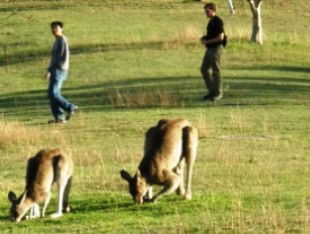 Araucaria Ecotours - Accommodation NT 0