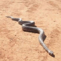 Araucaria Ecotours - Accommodation NT 3