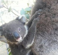 West Oz Wildlife Petting Zoos - NT Tourism