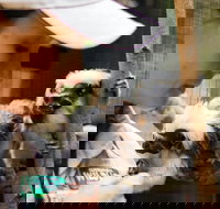 Animal Training and Conditioning - September - Accommodation NT