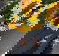 Friday Forage - Accommodation NT