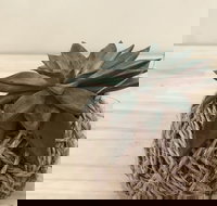 Kokedama Workshop - Accommodation NT