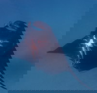 Project Manta Ningaloo Reef Western Australia - Accommodation NT