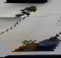 Wauchope Bonsai Workshop Group - Accommodation NT