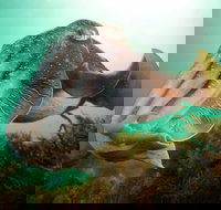 Whyalla Maritime Museum - Cuttlefish Capers - Accommodation NT